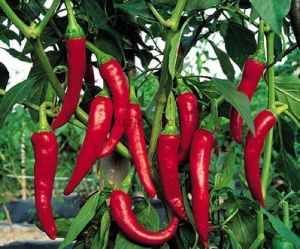 paprika_grande.jpg